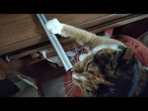 Tin whistle and my Cat Laoise