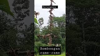 Download lagu pikat burung dengan pulut  racikan lem tikus mp3