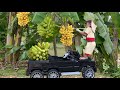 Cutis Farmer Runs Car To Harvest Bananas At The Farm Sell Rescue Baby Goose