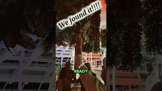 We found our gift from @Adventures_In_Retirement on the Quantum of the Seas!!!