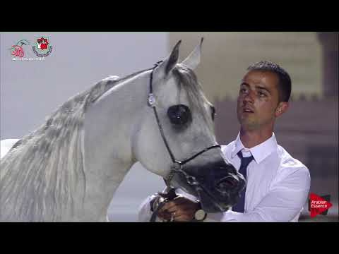 N 580 NATHEM AL ZOBAIR   UAE Nationals 2019