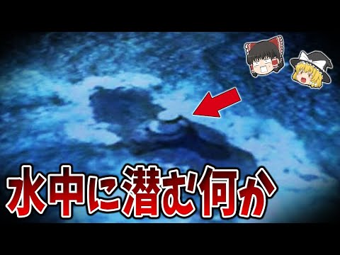 北極の水中: 驚くべき発見は広く広まった誤解を証明する