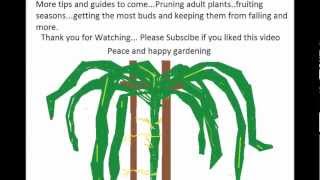 How to grow a Dragon Fruit tree 101