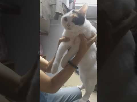 Stress reliever | cat with auntie #shorts