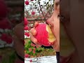 Very Sweet Apple Eating Apple At The Farm