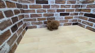 トイプードルの動画01