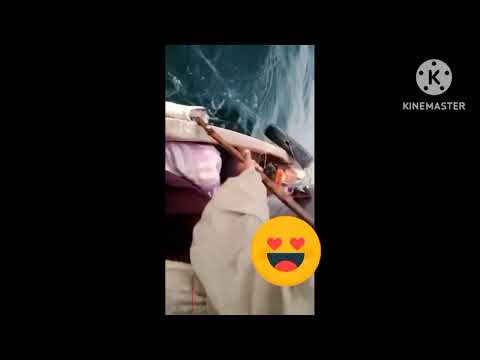 17kg surmai fish catch by tanzeel shikari