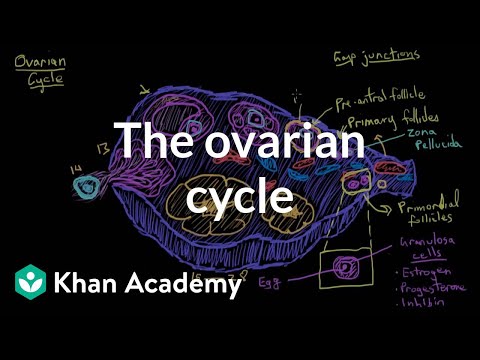 The ovarian cycle | Reproductive system physiology | NCLEX-RN | Khan Academy