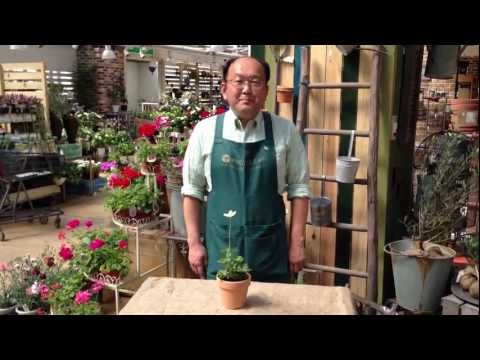 園芸 ウッドアネモネ、アネモネ・シルヴィ