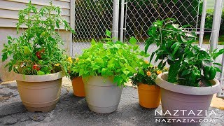 Learn How to Garden for Beginners - Container Gardening - Urban Rooftop Porch Patio Balcony