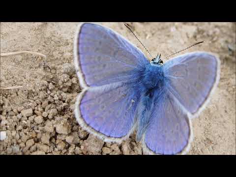 A Tribute to James Grant - (2008-2018)