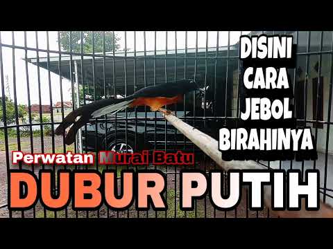 Murai Batu Dubur Putih Setingan Jebol Birahi Cepat Gacor Juara