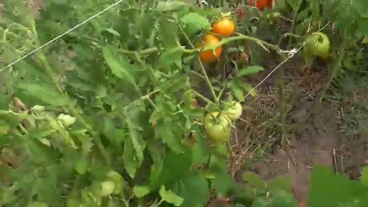 Салатный сорт томата ХУРМА.
