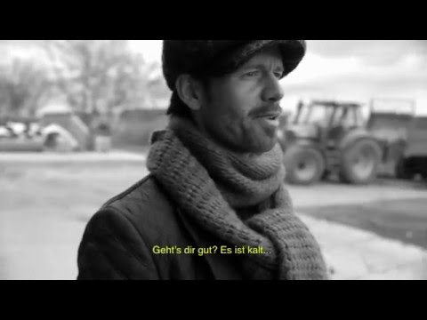 »COW« – The Cow Question: Can you put a cow on stage?