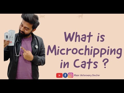 What is Microchipping in Cats ? | Can i track my cat with the Microchip ? | Microchipping in Cats