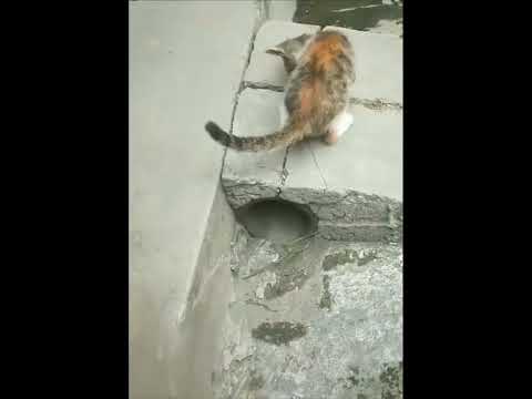 funniest animal videos of 2022 - funny golden retriever dogs and cutest golden puppies  V.18359 #fu