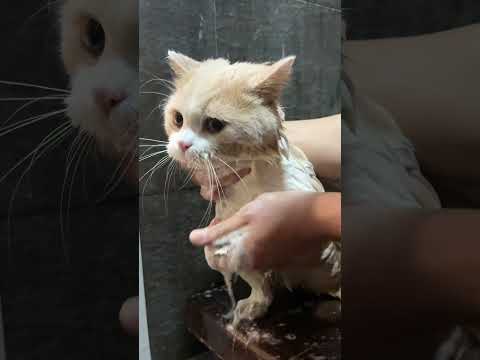 【是大郎啊】大郎表示你真的行