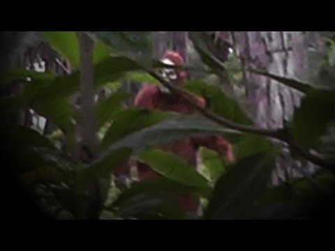 Australian 'Yowie' (Bigfoot) Encounter?