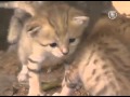 Зоопарк Израиля. Потомство барханной кошки 