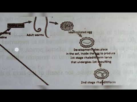 Inter 2nd year SYNAPTIC TRANSMISSION ZOOLOGY
