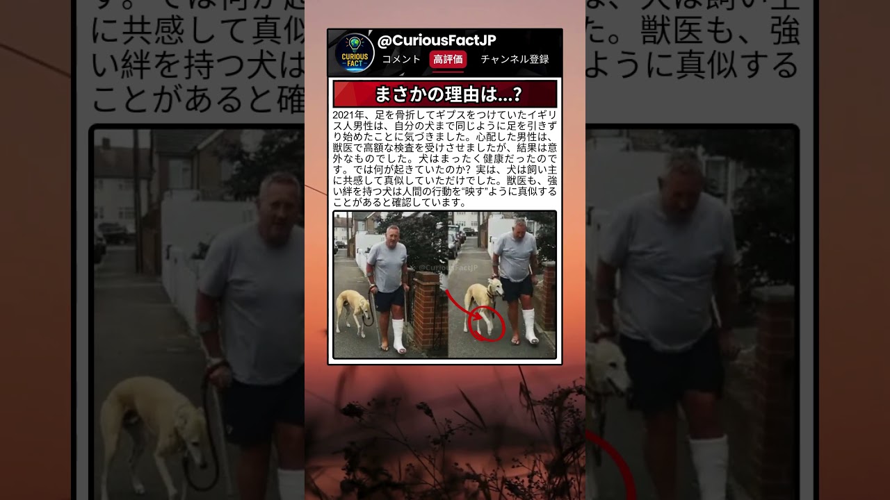 犬のこの行動、理由を聞いてびっくりした 😆