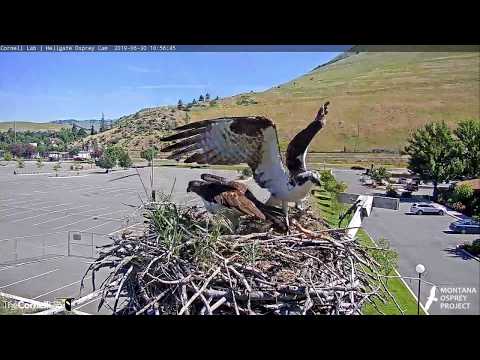 Hellgate Osprey Iris