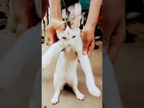 cat #Munir Khushi De best dance coaching hamen thodi acchi and please subscribe channel