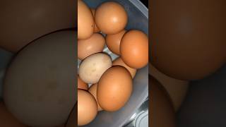 The worst breakfast is always with eggs #ideas #bacon #eggs #cheese #morning #lol