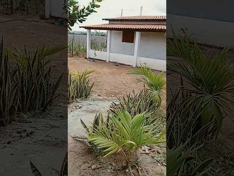 como ficou a chácara do zero