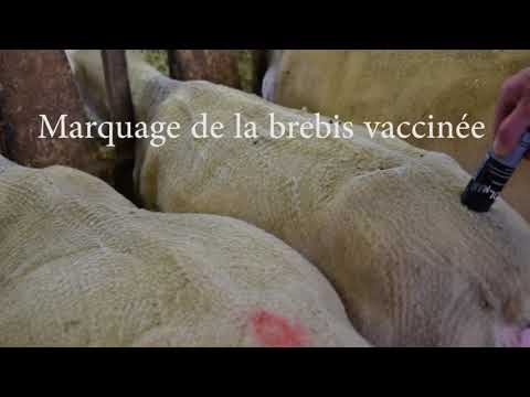 , title : 'Vaccination Brebis Vidéo Pédagogique et non commerciale'