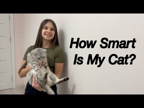 Does Our Cat Pass IQ Test?