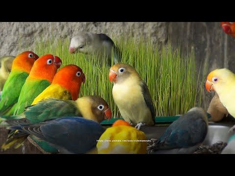 Lovebirds and Paddy Grass