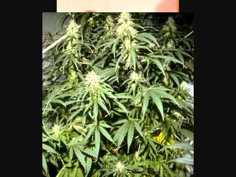 Bassjunx - Mary Janne Sativa Part. 2_0001.wmv