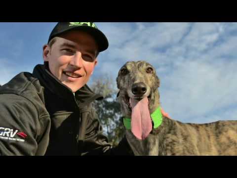 Greyhound Adoption Program highlights