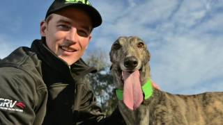 Greyhound Adoption Program highlights