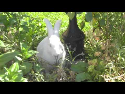 Cazare Pensiunea Criveanu - Horezu, jud Valcea