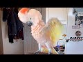 Stretch Those Beautiful Wings Barney No He S Not Clipped And He S 29 Years Old