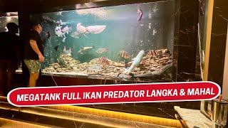 MEGATANK 4M !!! DI ISI PREDATOR LANGKA DAN MAHAL SEMUA - BARRAMUNDI PLATINUM SAMPAI LINCE CATFISH