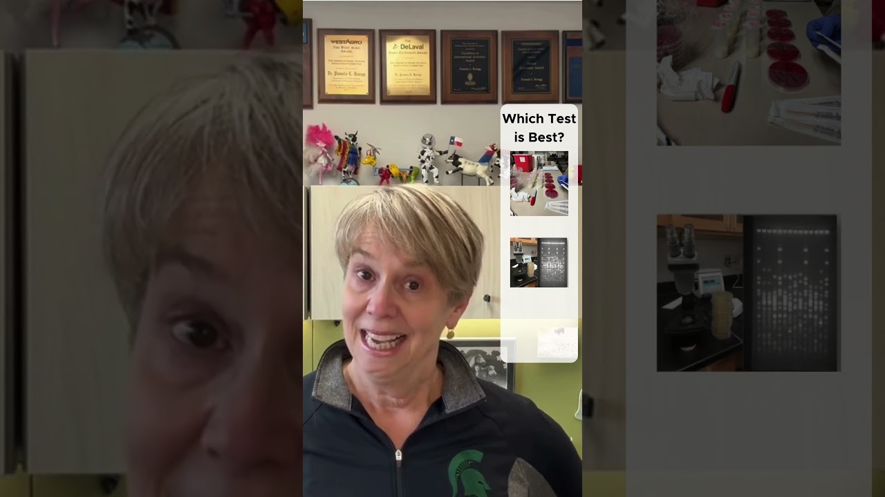 How should I diagnose mastitis on my farm? #mastitisminute #mastitis  #bacterialculture  #dairycows