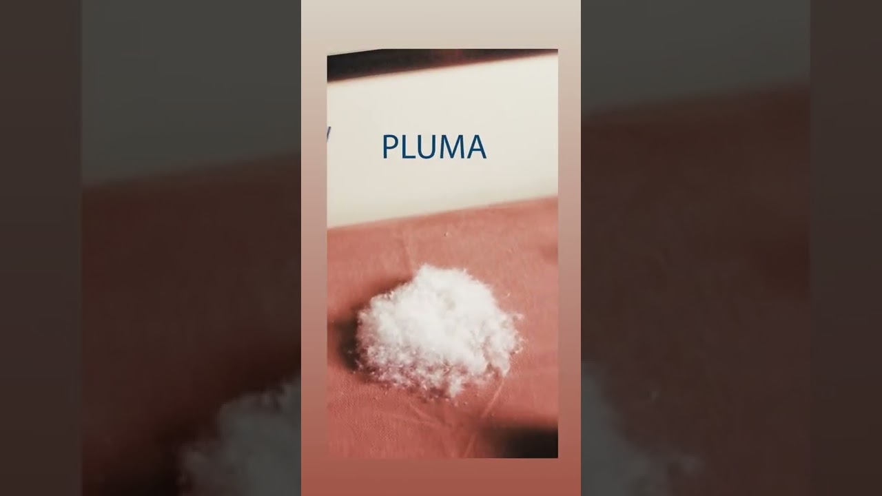 Qual a diferença entre penas e plumas de ganso