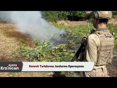 Kenevir Tarlalarına Jandarma Operasyonu