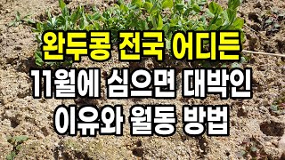 완두콩 전국 어디든 11월에 심으면 대박인 이유와 월동 방법 (가을 완두콩심는시기)