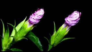 October 23rd - Rightful Ruler