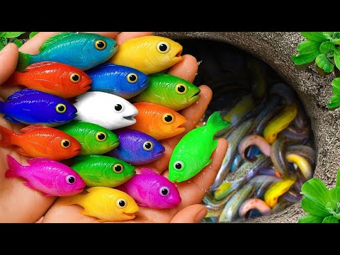 Catch beautiful aquarium fish in small pond baby turtles, molly fish, pencil fish, guppies, iguanas.