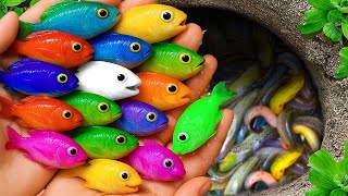 Catch beautiful aquarium fish in small pond baby turtles, molly fish, pencil fish, guppies, iguanas.