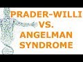 Prader-Willi vs. Angelman Syndrome (Imprinting)