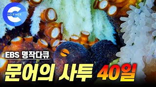 사방이 적! 알을 지키기 위한 40일 간의 어미 문어의 사투