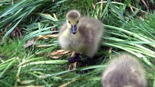 Something Told The Wild Geese