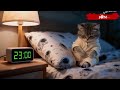 Cute Gray Tabby Cat Woke Up Hungry