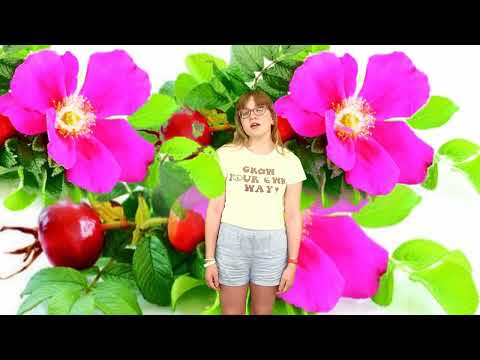 O šípkových růží